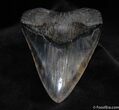 Absolutely Massive Inch Megalodon Tooth #87-2